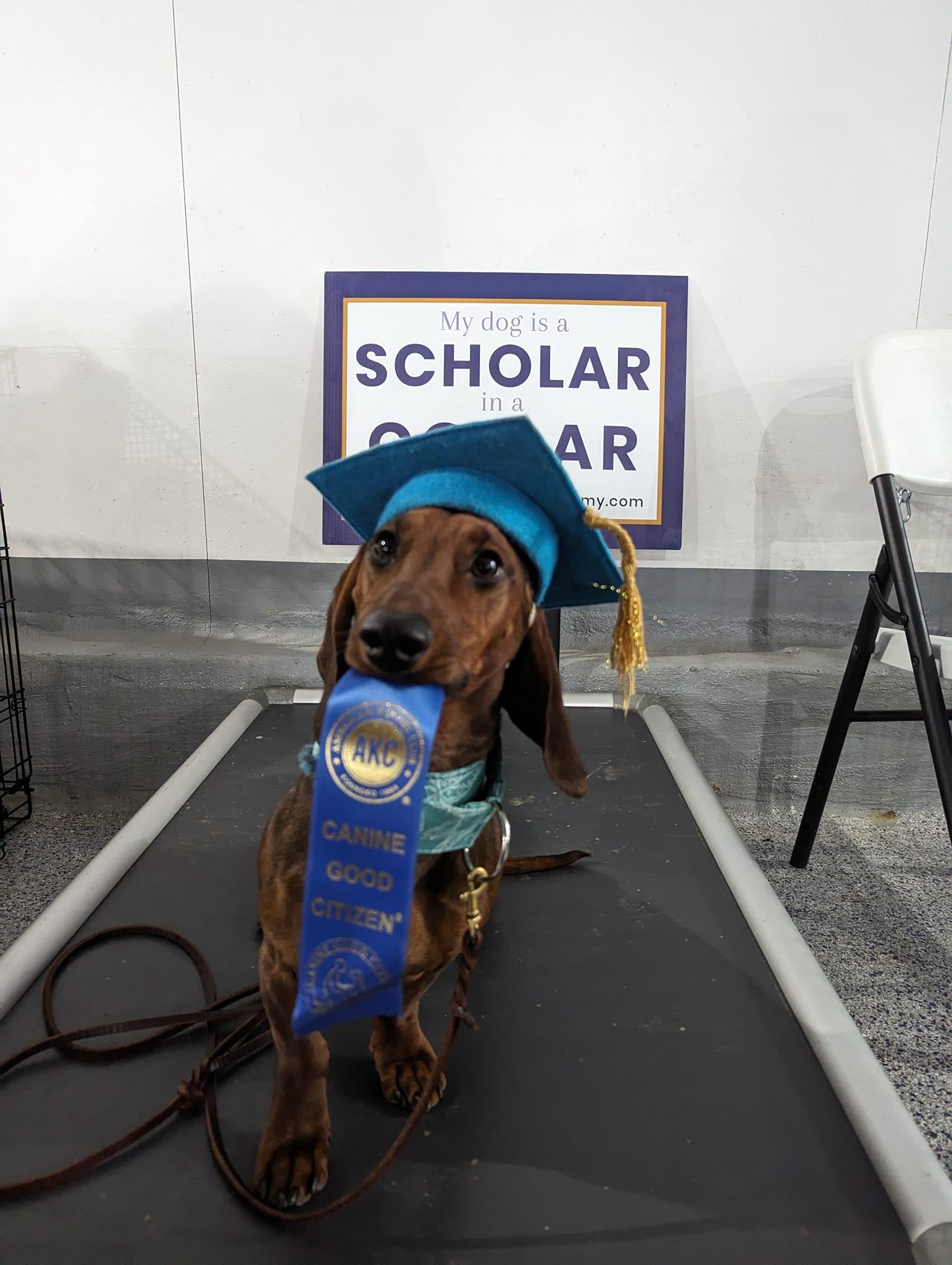 Scholars in Collars Academy