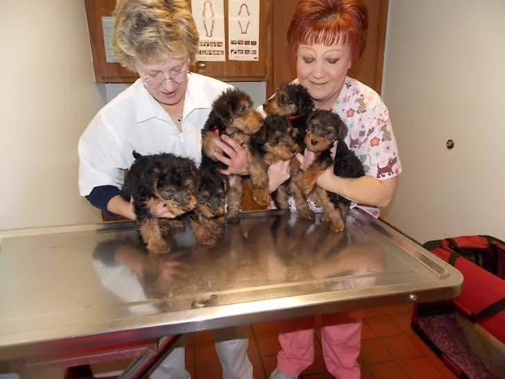 Pet Friendly East Shelbyville Animal Clinic