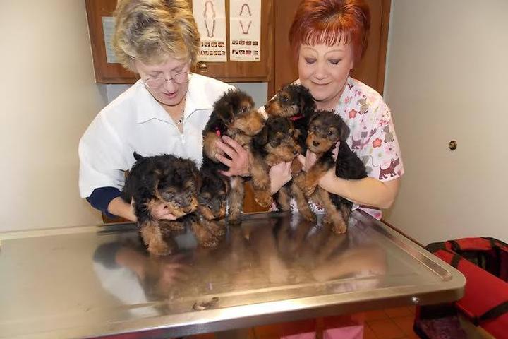 Pet Friendly East Shelbyville Animal Clinic