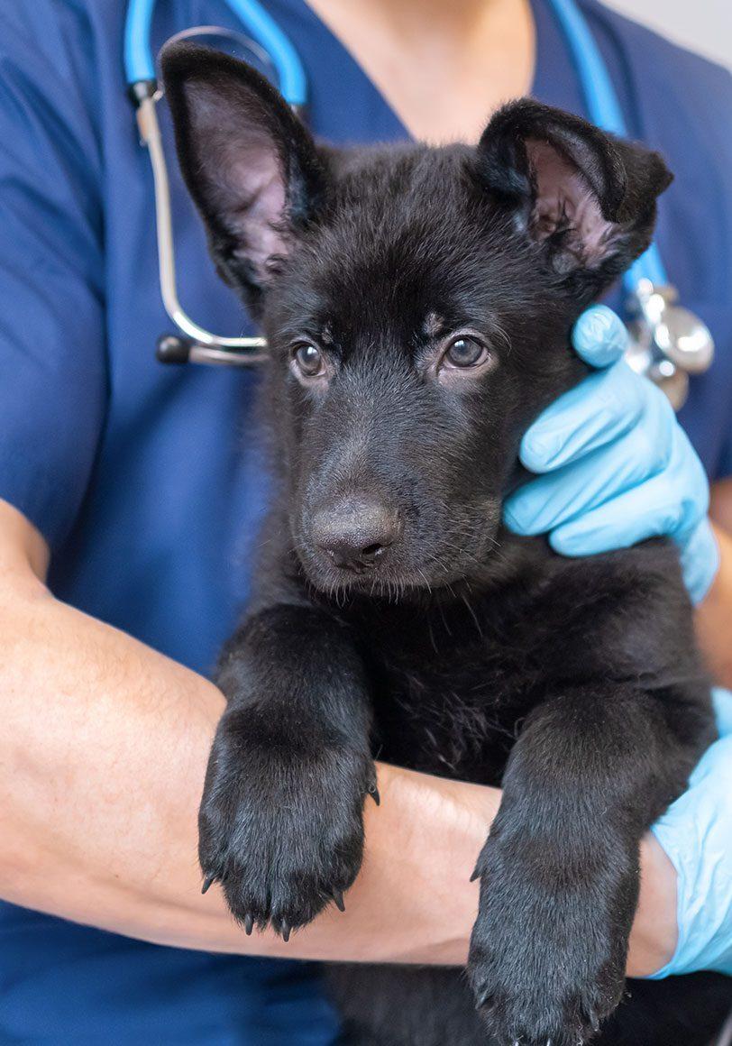 Pet Friendly Brea Regional Animal Hospital