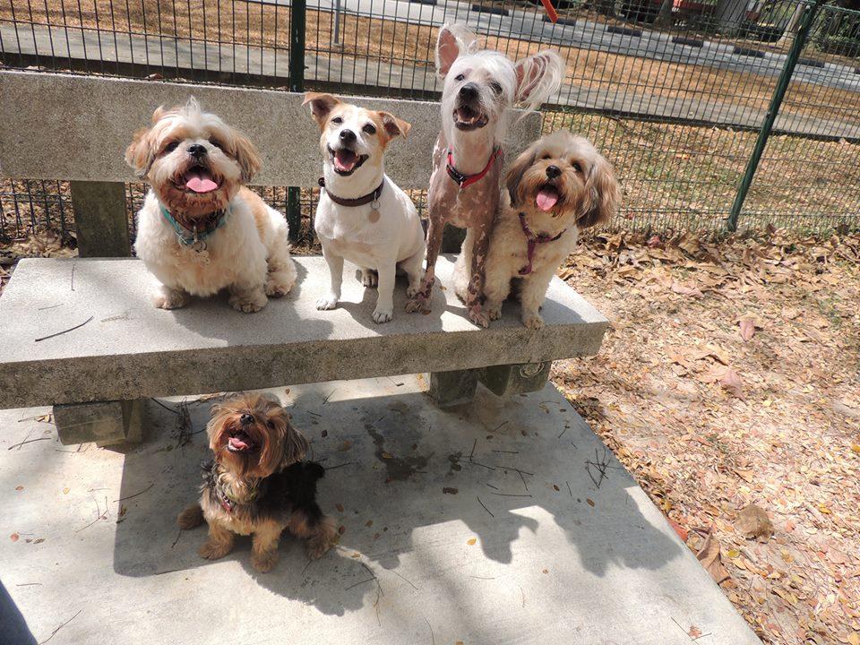 Directory Of Doggie Daycare Boarding In Singapore Bringfido