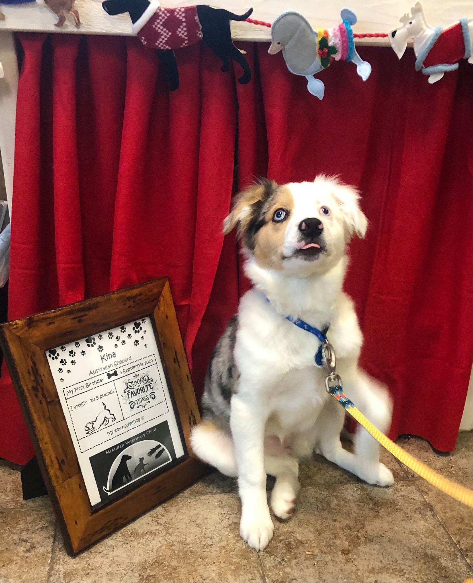 Directory of Veterinarians in Gallatin, TN - BringFido