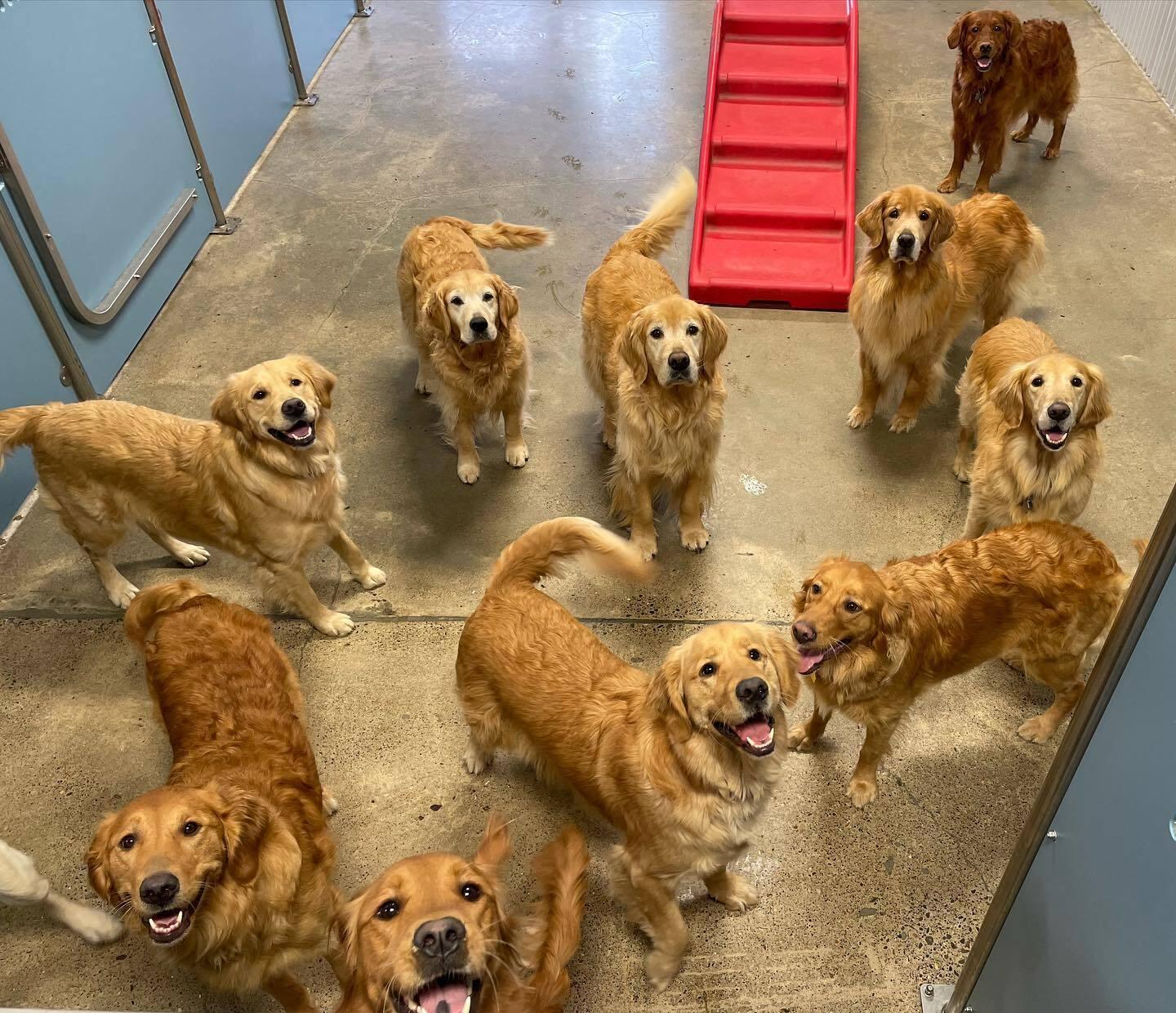 Pet Friendly Camp Bow Wow Reno South