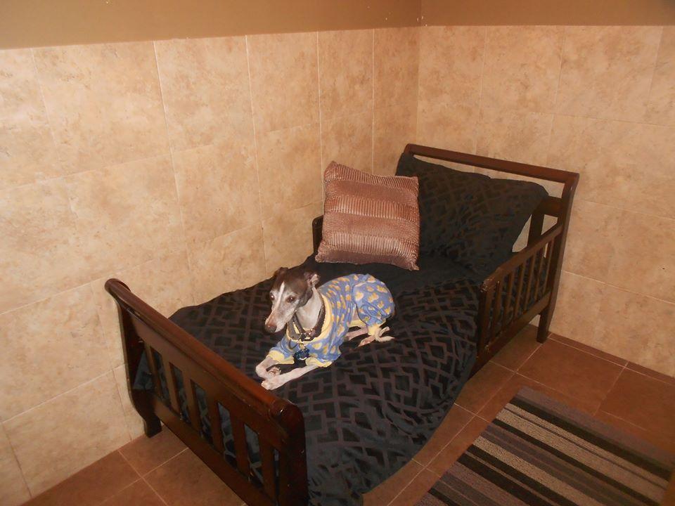 Pet Friendly K9CLUBHOUSE Dog Hotel