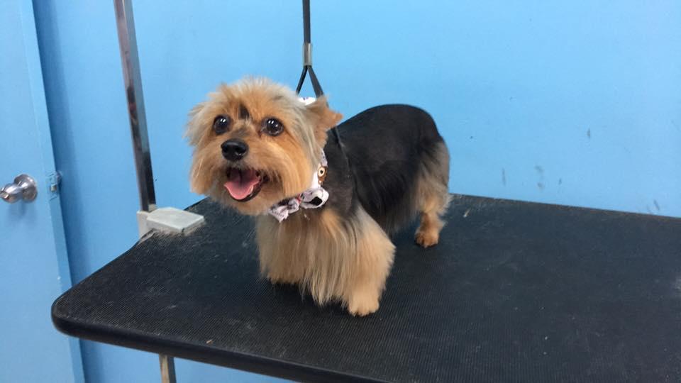 Puppylicious Pet Grooming Salon