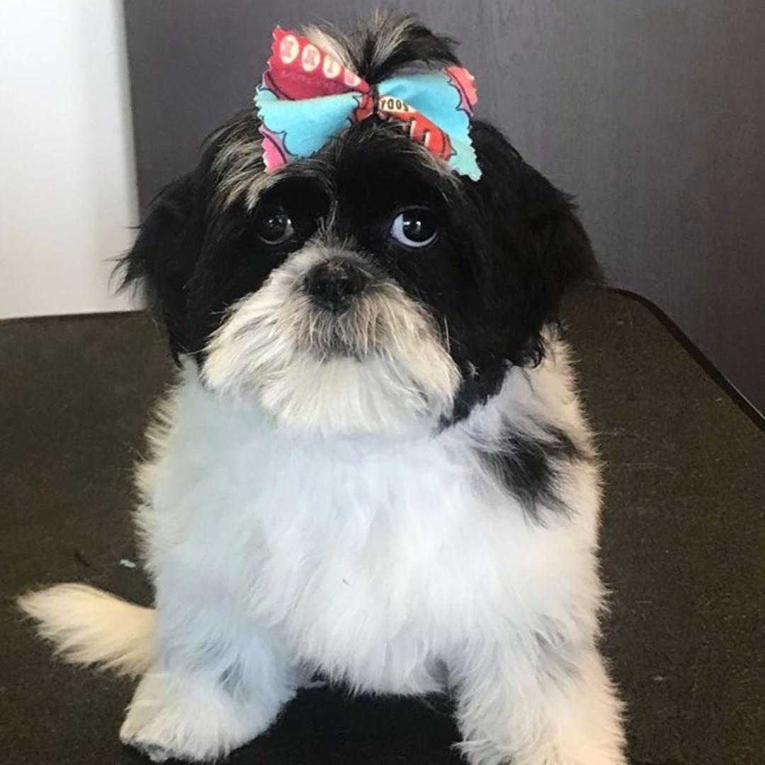 dog supplies centennial