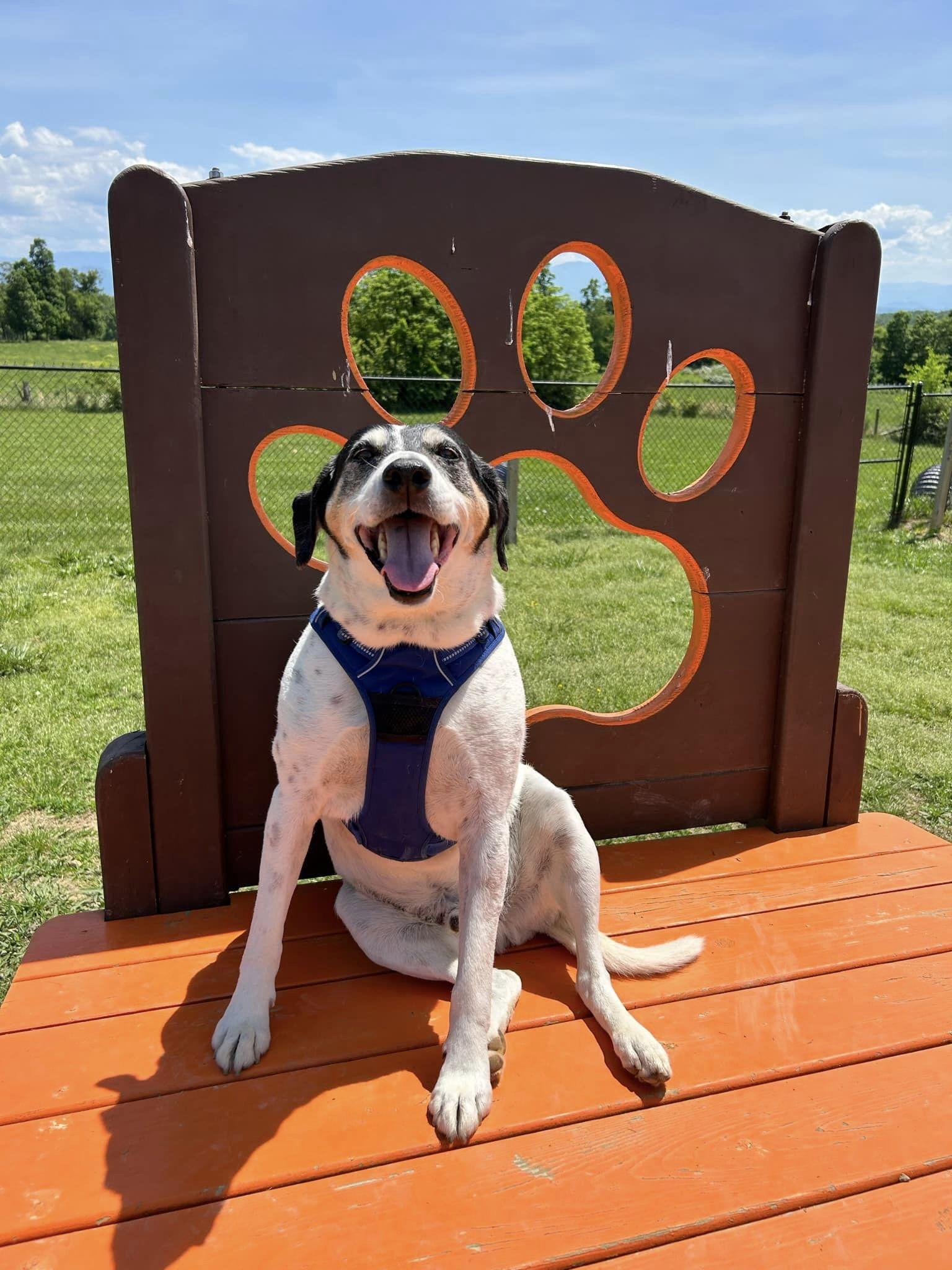 Pet Friendly Dog Haven Lodge