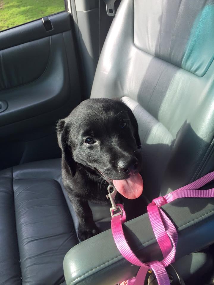 Sit.Stay.Obey! Dog Training