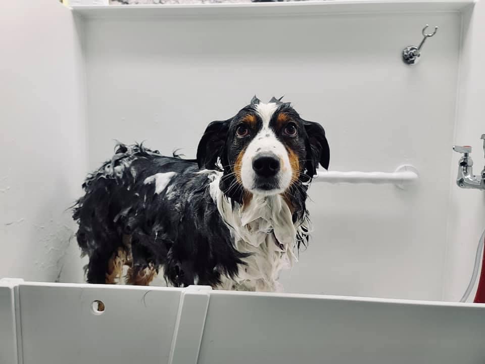 Pet Friendly Salty Dogs DIY Dog Wash