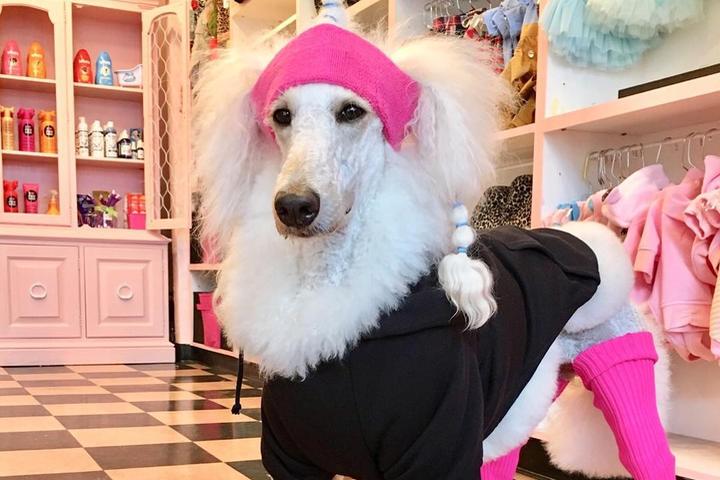 Pet Friendly Bow Wow Beauty Shoppe