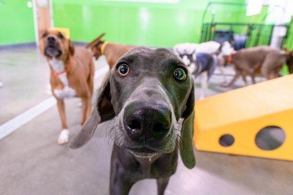 Pet Friendly PetSuites Chandler