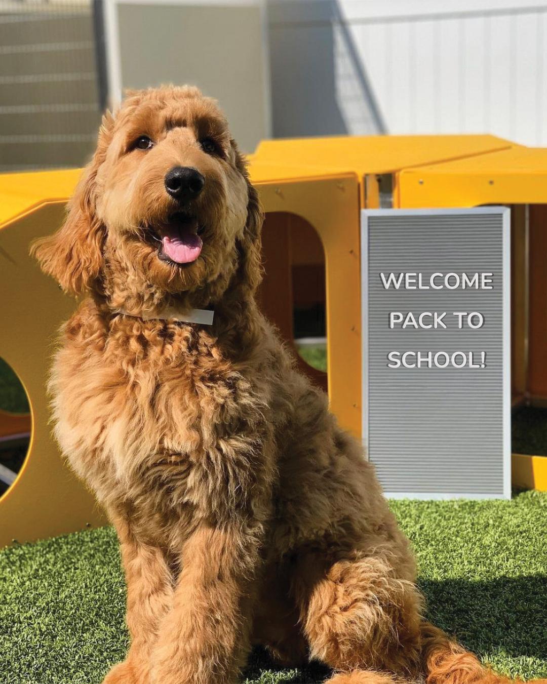 Pet Friendly PetSuites Twinsburg