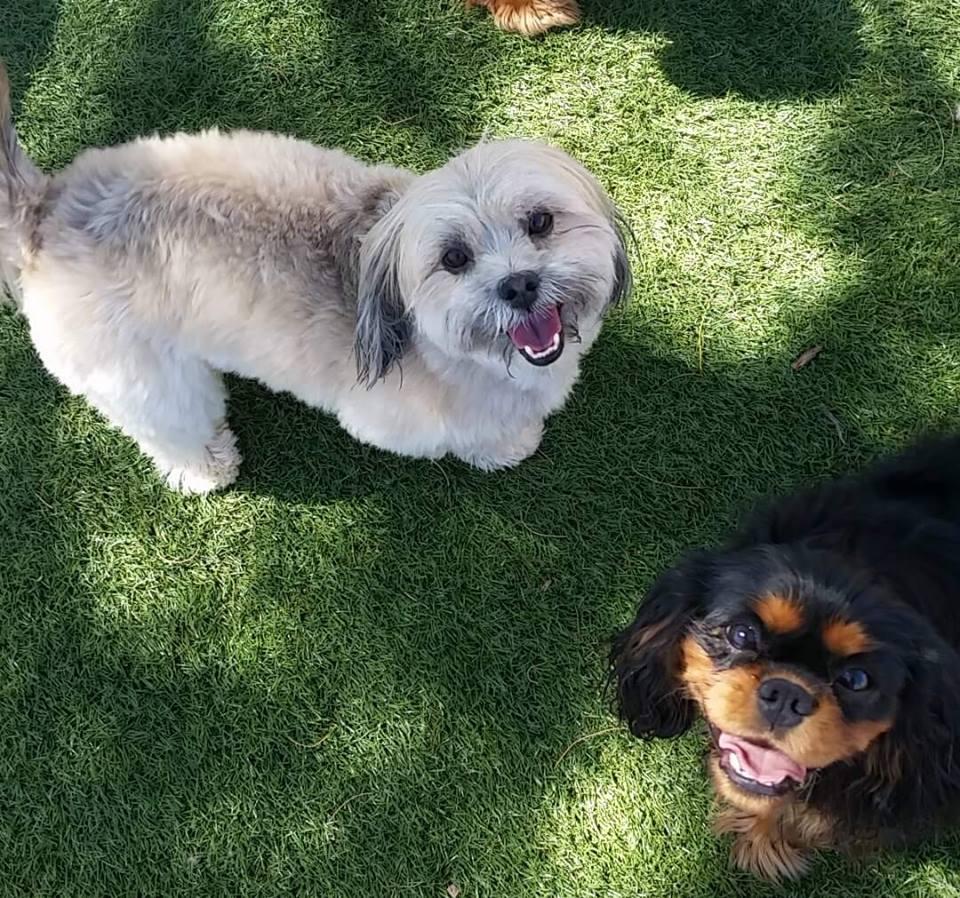 Pet Friendly Giggly Dogs Small Dog Daycare & Boarding