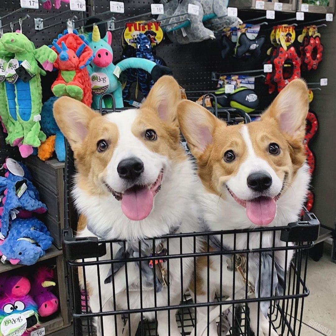 petco grooming pembroke