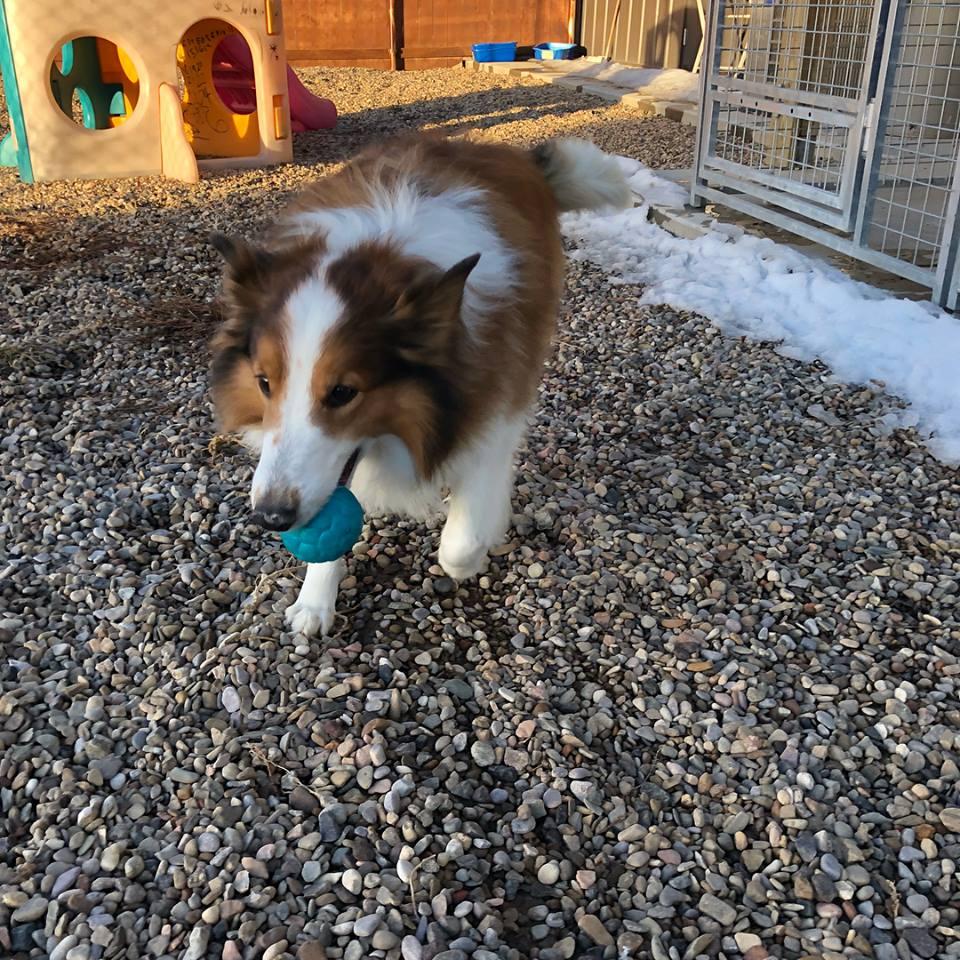 Almost home pet resort best sale