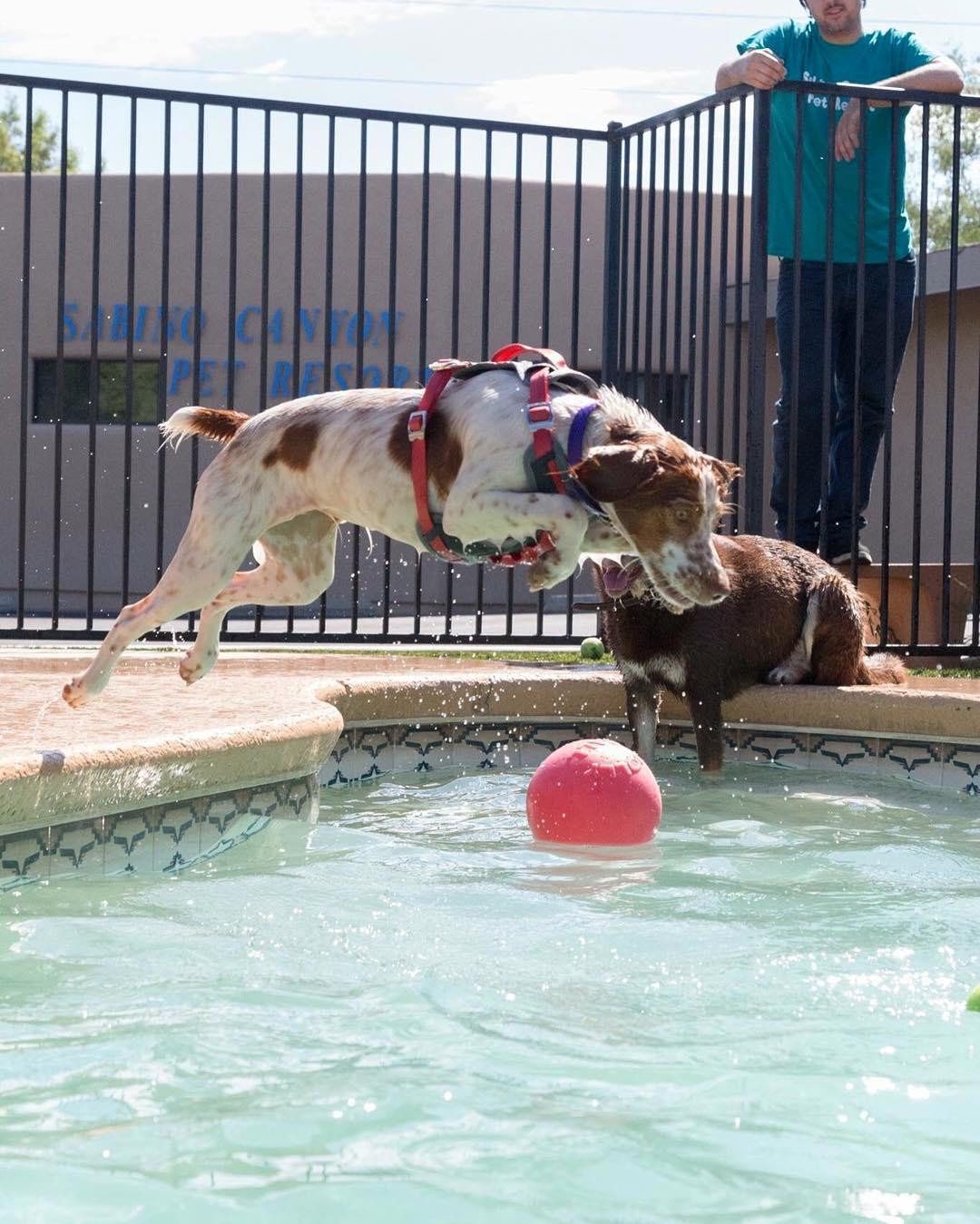 Sabino Canyon Pet Resort