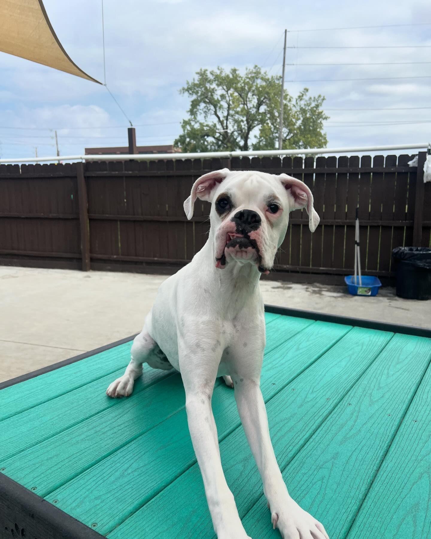 Pet Friendly Downtown Doggie