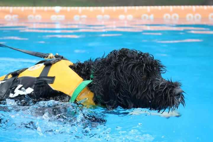 Pet Friendly Cani-Splash Lanaudière