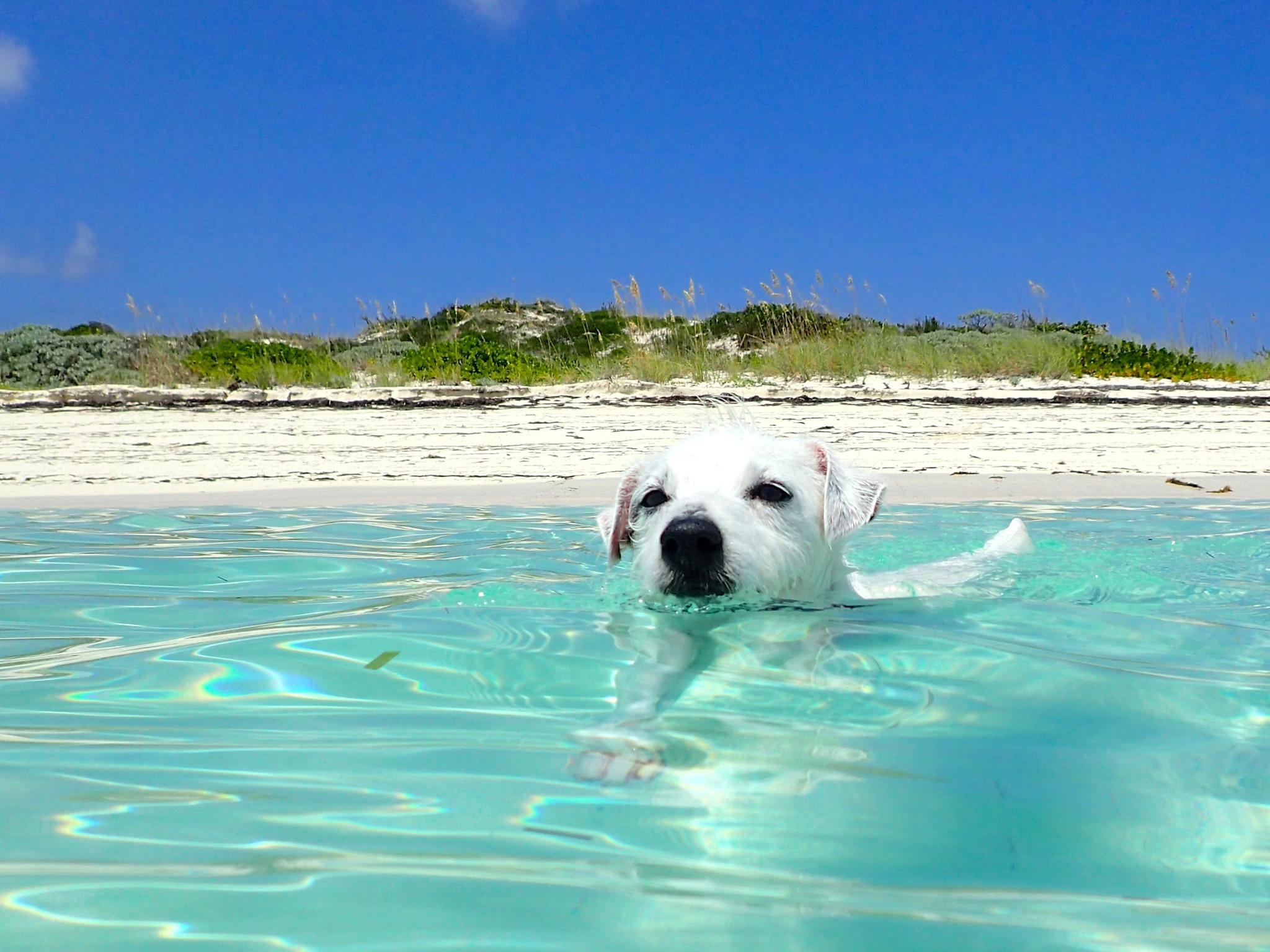 Pet Friendly Bahamas Pet Permit