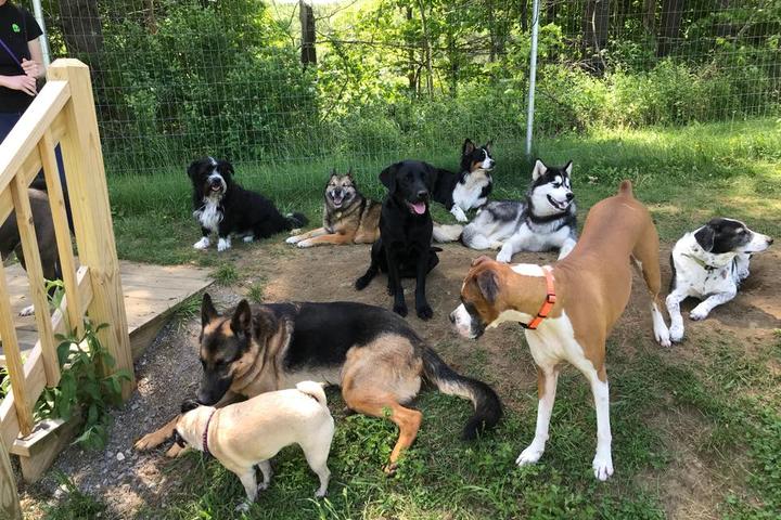 Pet Friendly Vermont Dog Trainer