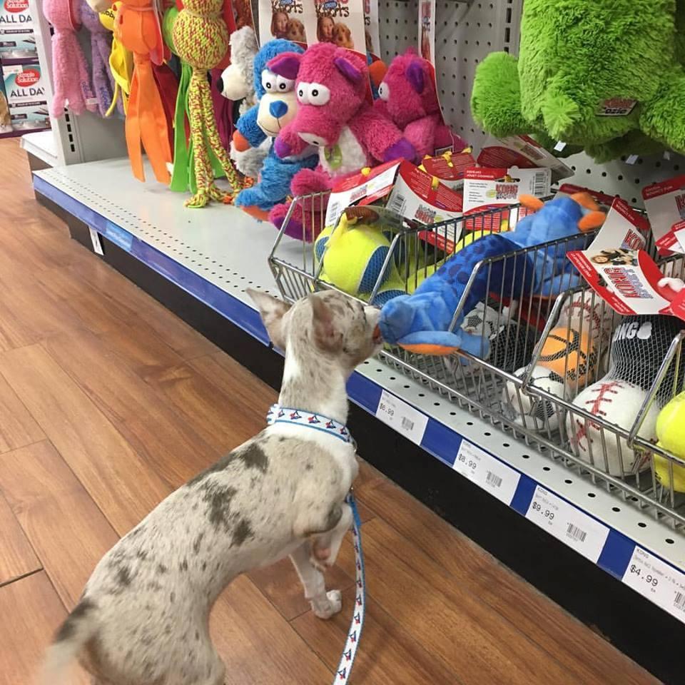 Directory of Pet Stores in Guelph ON BringFido