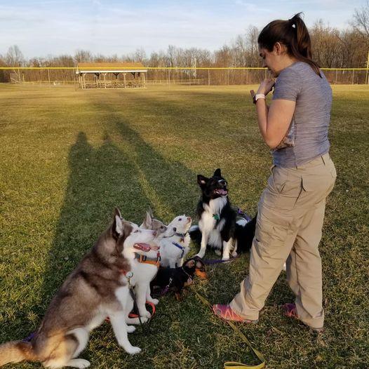 Happy feet best sale dog training