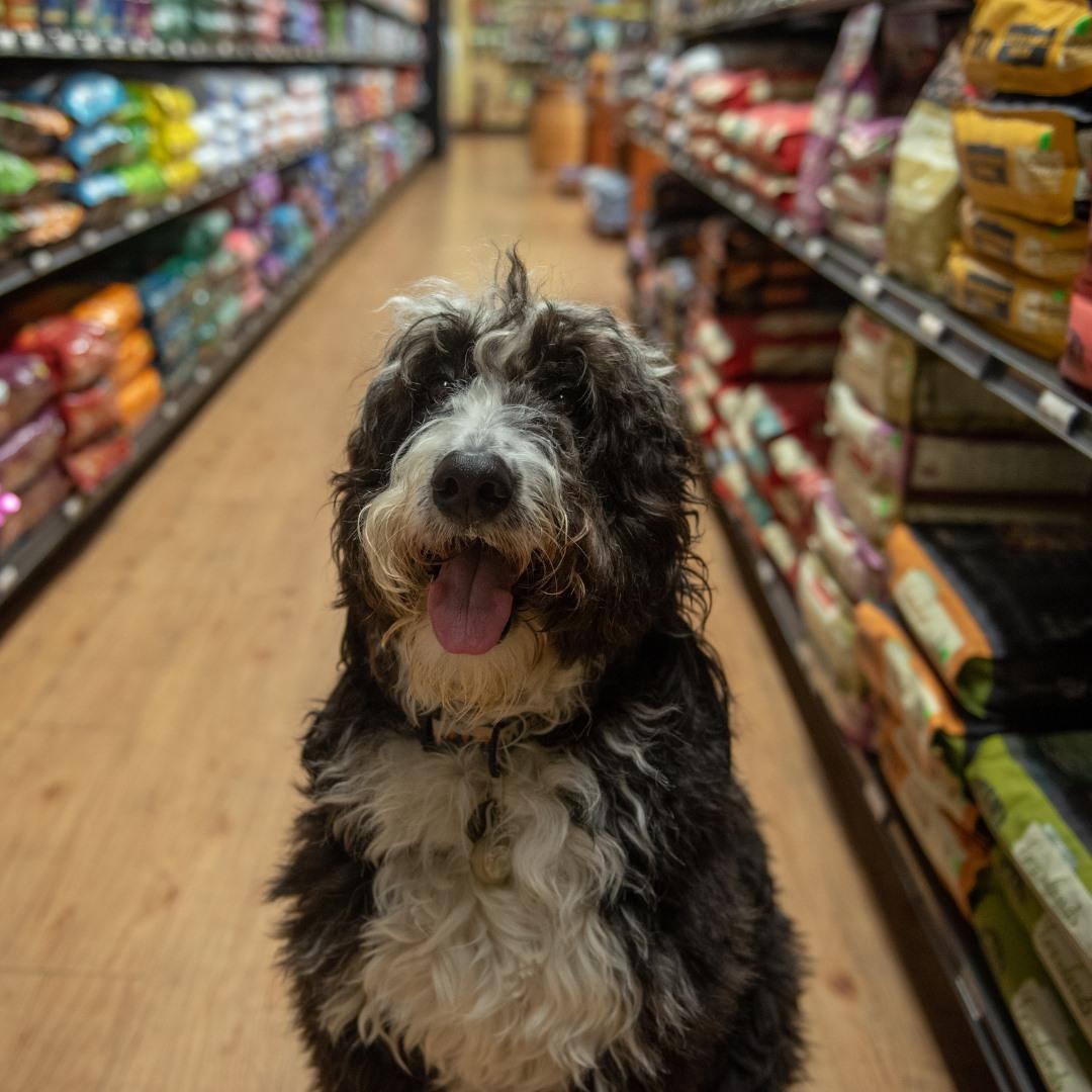 covington petco grooming