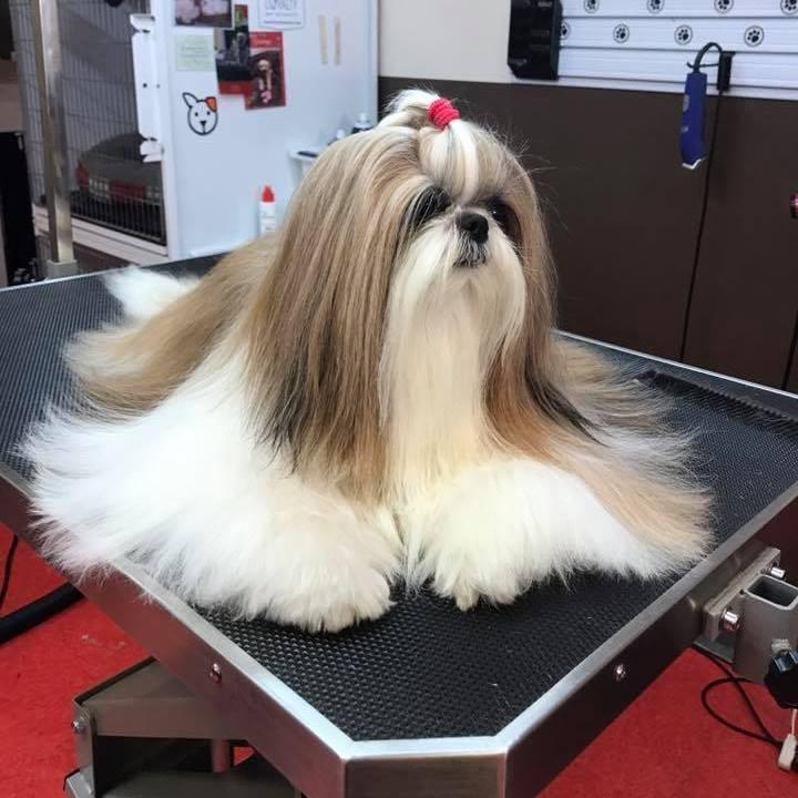 Tender Care Pet Salon and Day Spa