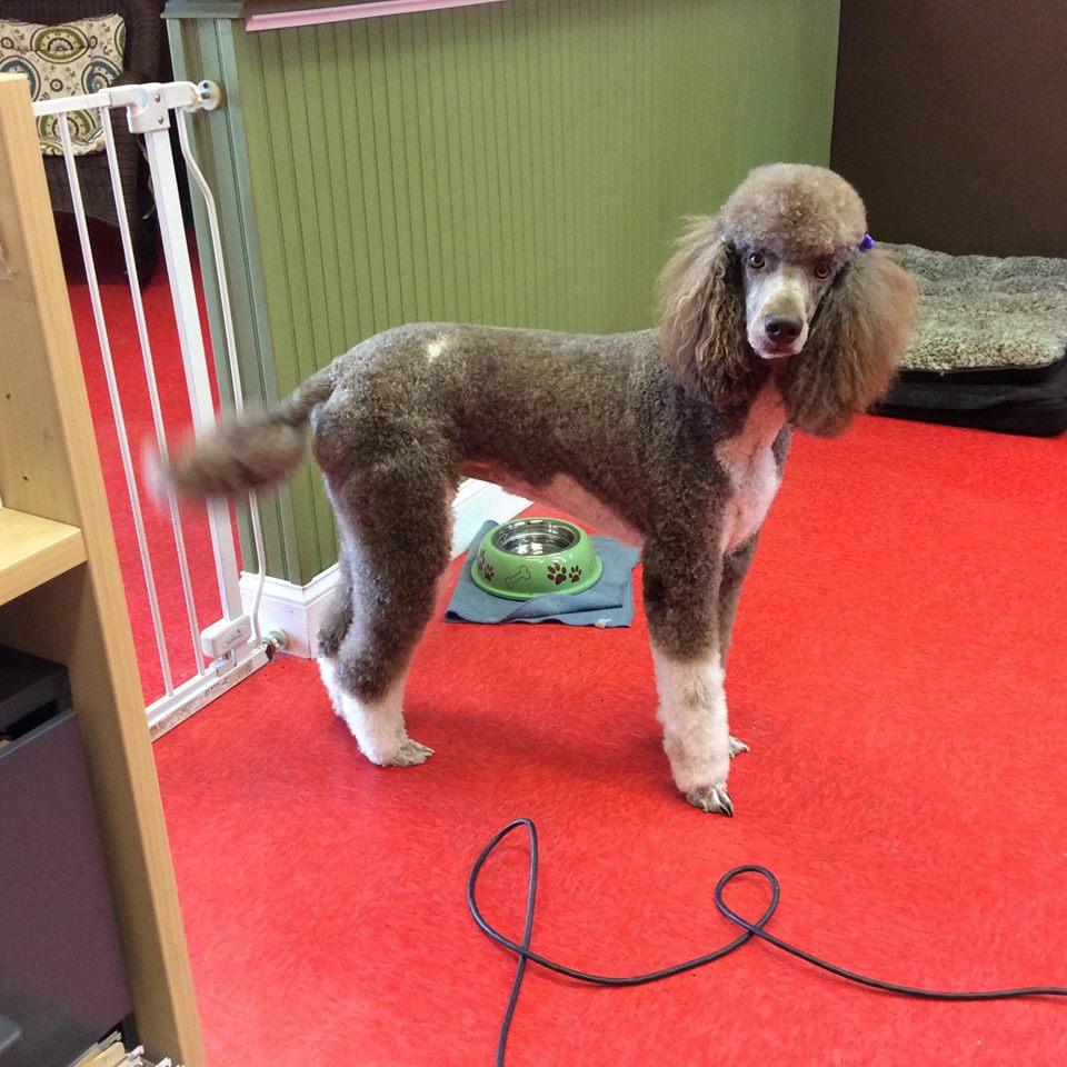 Tender Care Dog Grooming