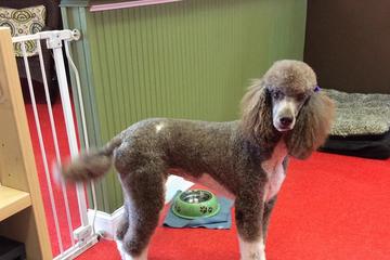 Tender Care Dog Grooming