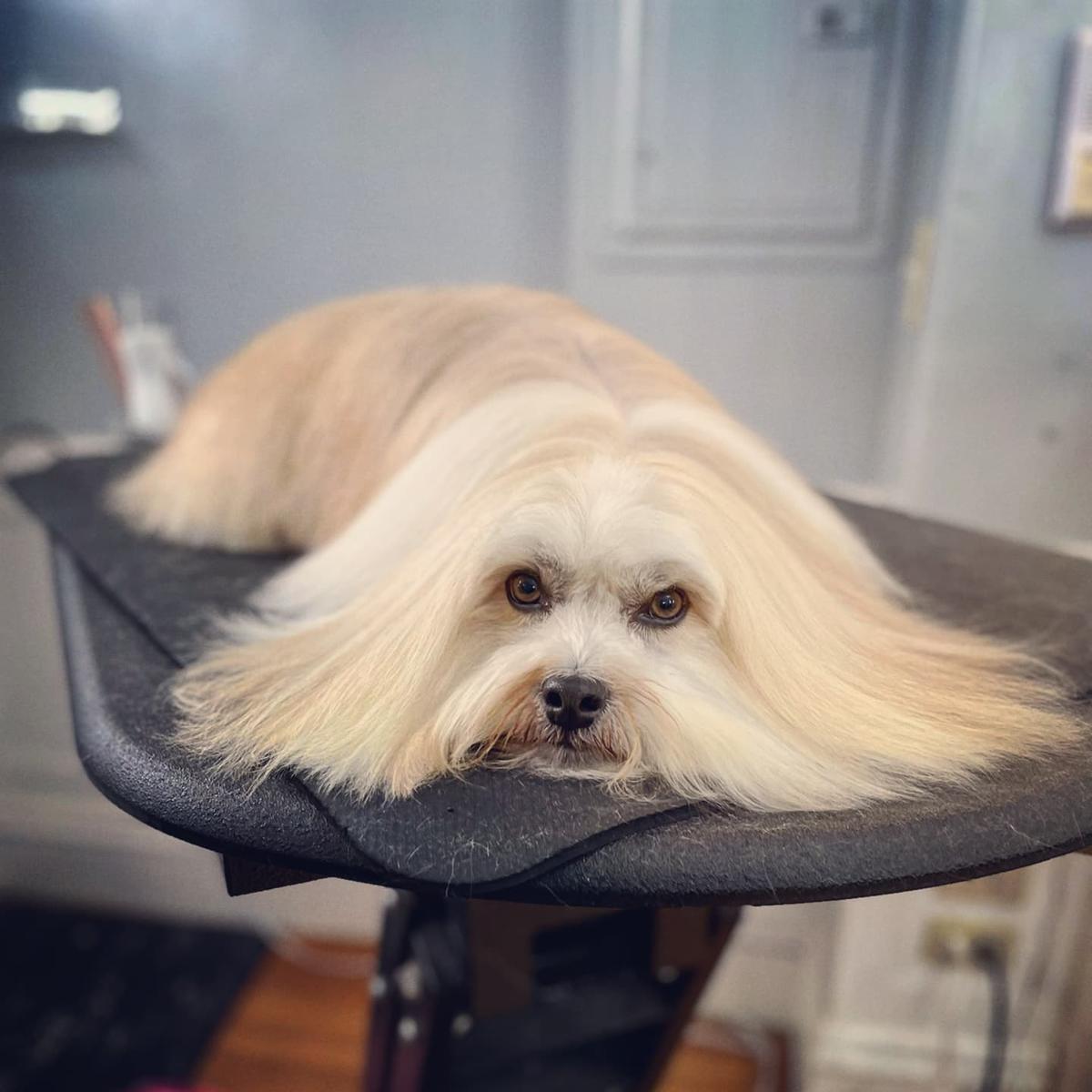 Pawsh Dog Boutique Salon