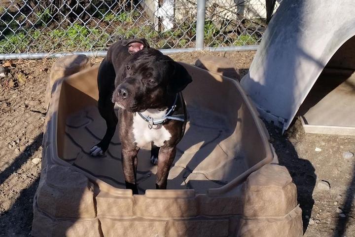 Directory of Animal Shelters in Massachusetts - BringFido Directory of Animal Shelters in Massachusetts - BringFido