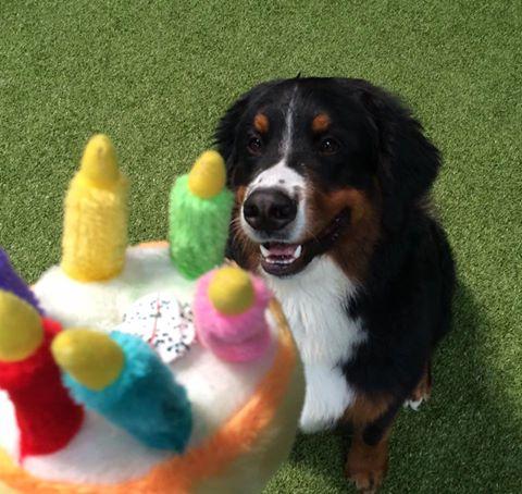 ruff n it doggie daycare