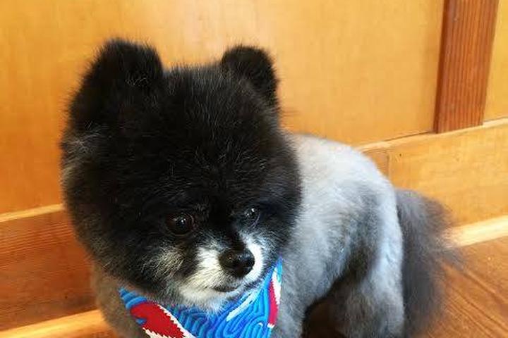 Directory of Dog Grooming in Birch Bay, WA - BringFido Directory of Dog Grooming in Birch Bay, WA - BringFido