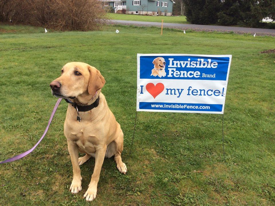 Pet Friendly Invisible Fence of Chambersburg