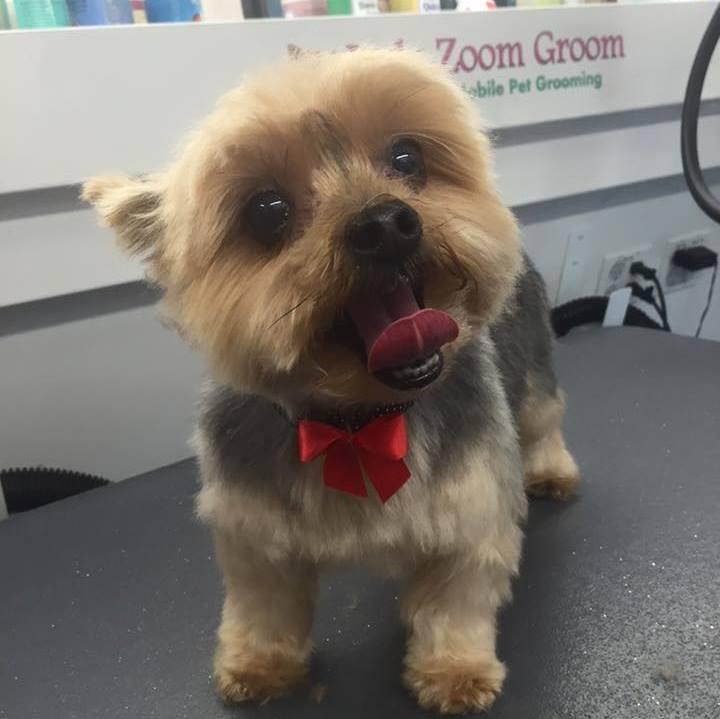 Indy Zoom Groom Mobile Grooming