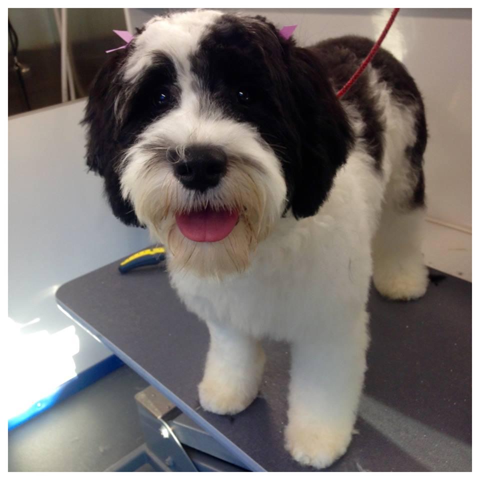 zoom groom mobile pet grooming