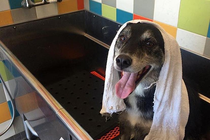 Directory of Dog Grooming in Sparks, NV - BringFido Directory of Dog Grooming in Sparks, NV - BringFido