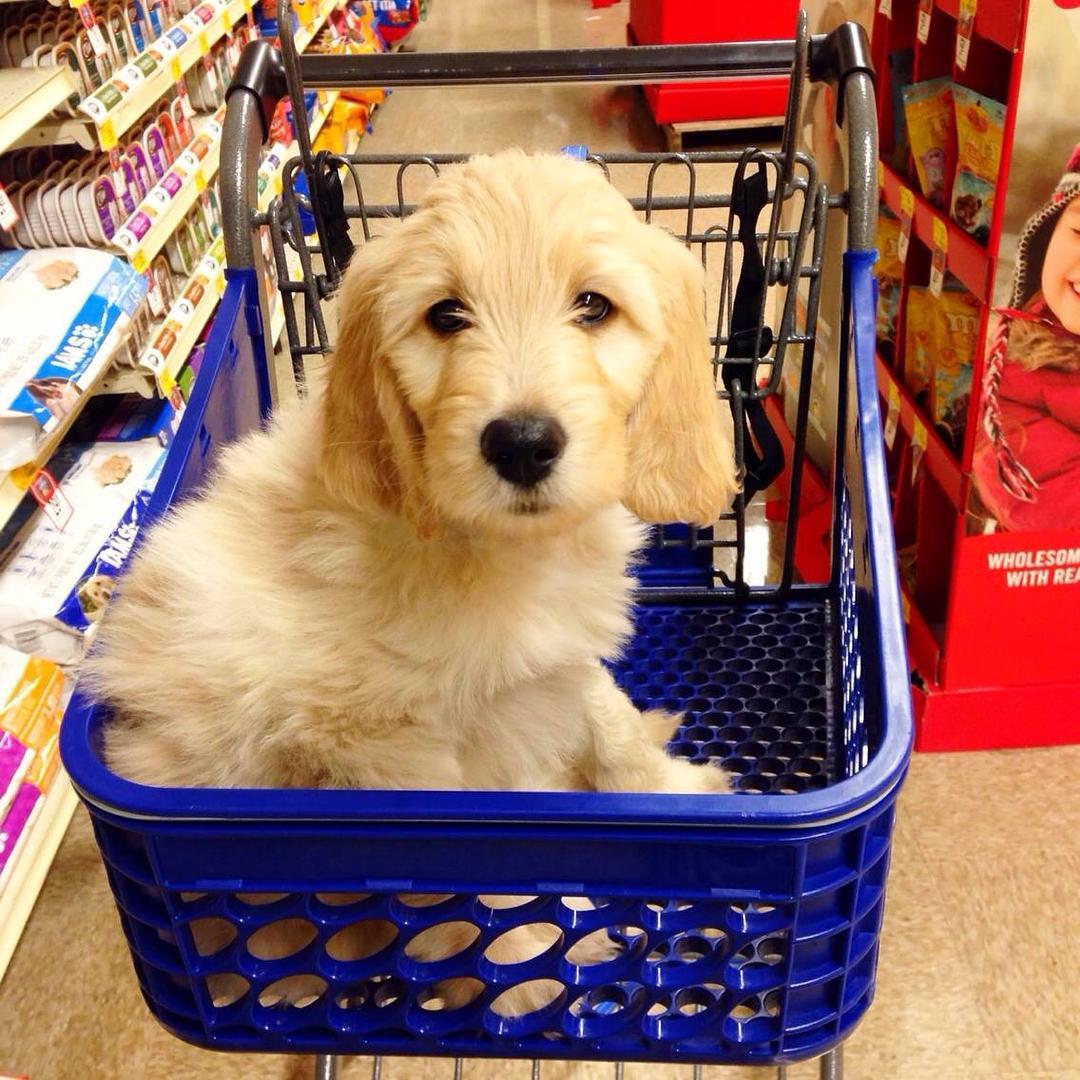 PetSmart Beaumont