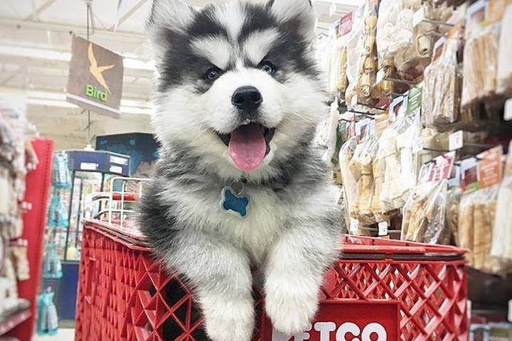 بهترین پت شاپ آنلاین اقدسیه