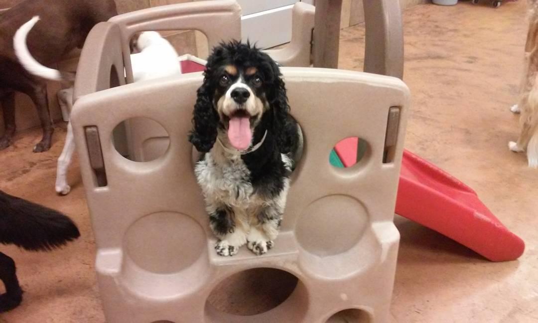 petsmart springhurst