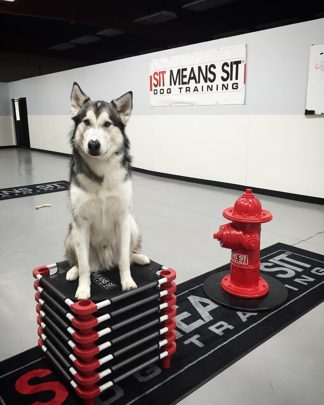 Pet Friendly Sit Means Sit Dog Training - Stoughton