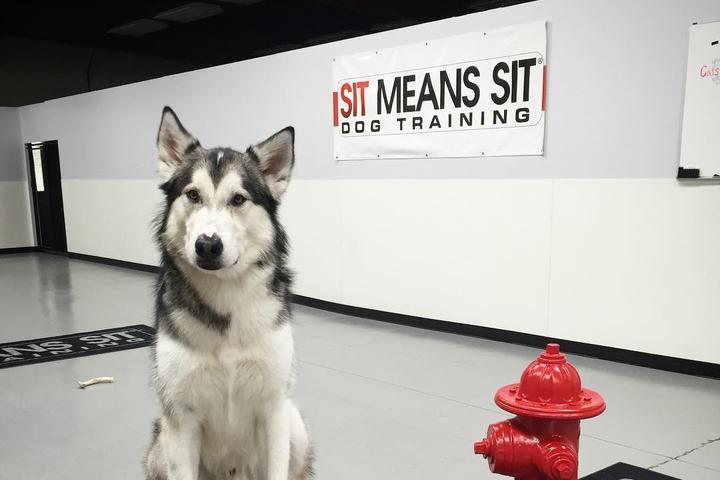 Pet Friendly Sit Means Sit Dog Training