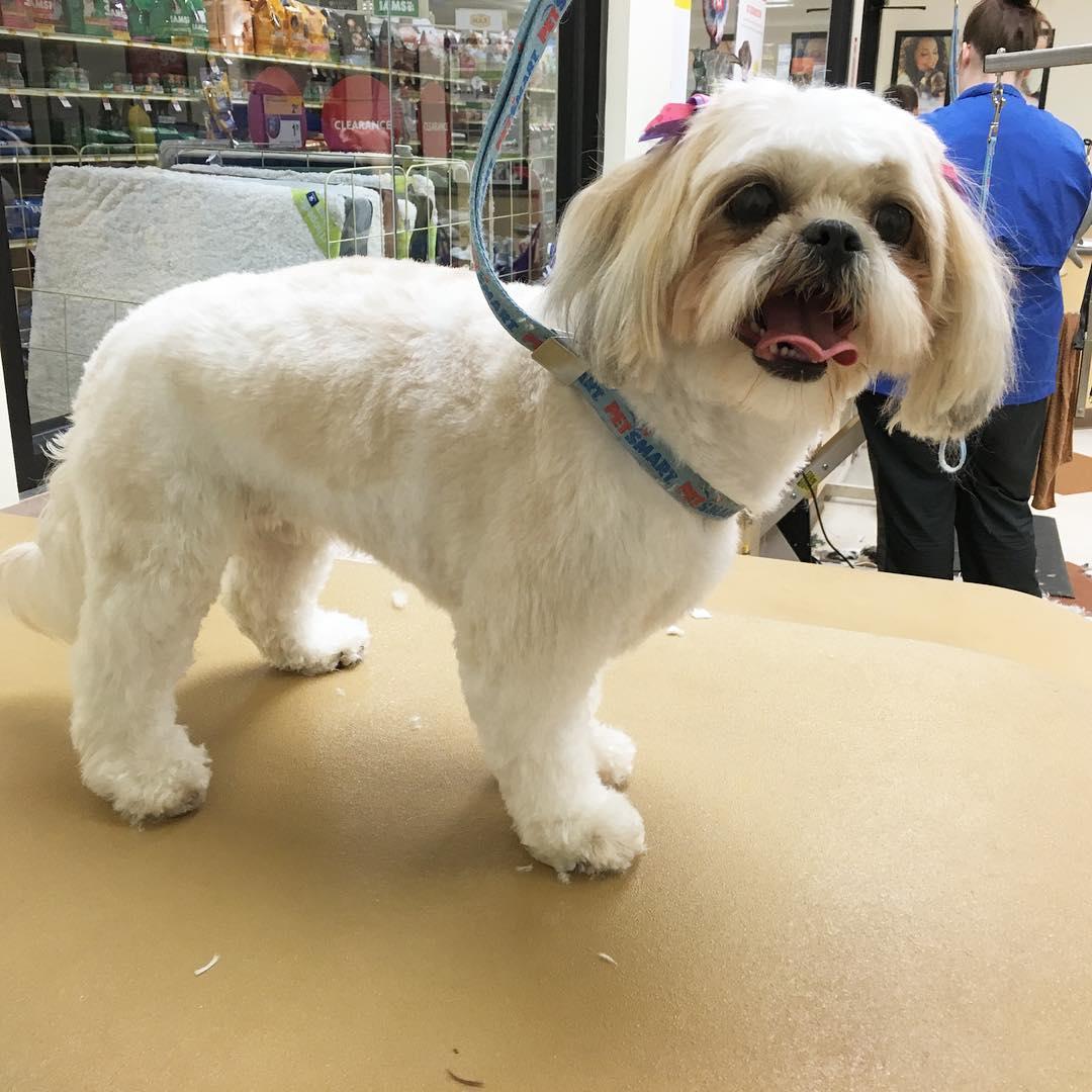 Directory of Dog Grooming in Wheaton IL BringFido