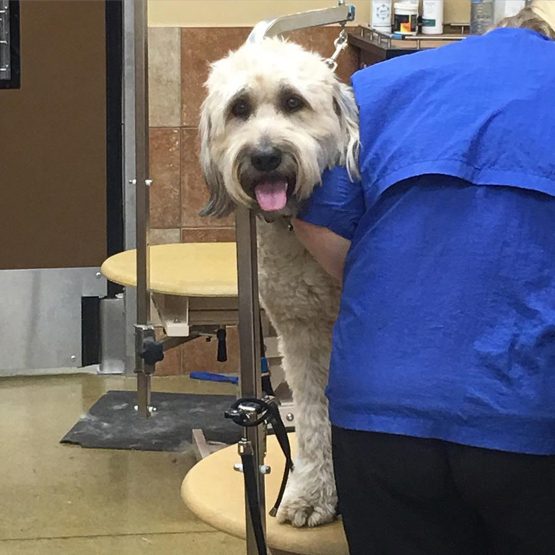 Petsmart groomer shop near me