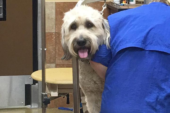 Pet Friendly PetSmart Grooming -- Parkside Drive