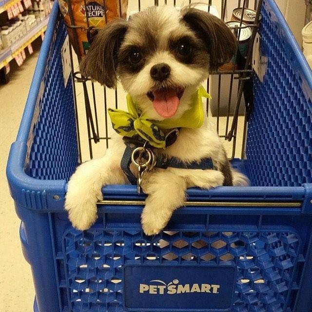 PetSmart