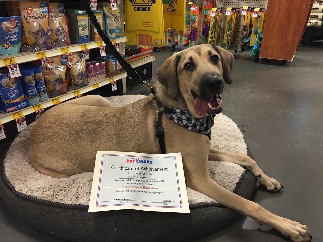 how much is puppy training at petsmart