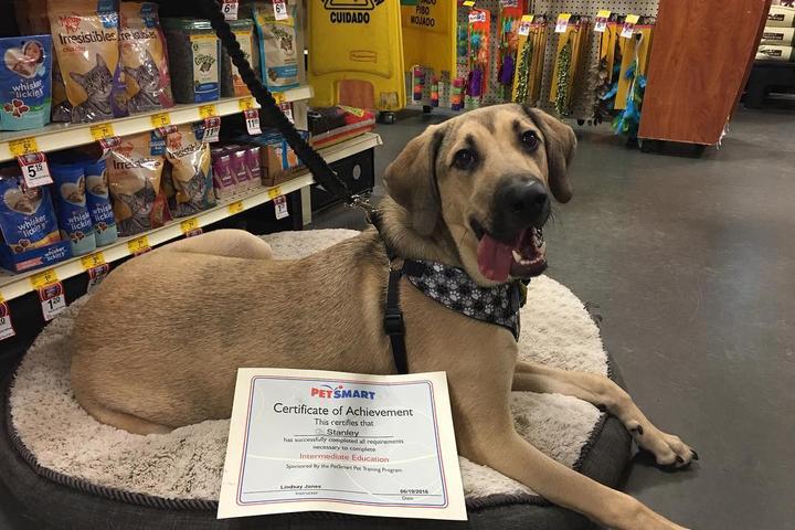 Pet Friendly PetSmart Training -- Parkside Drive