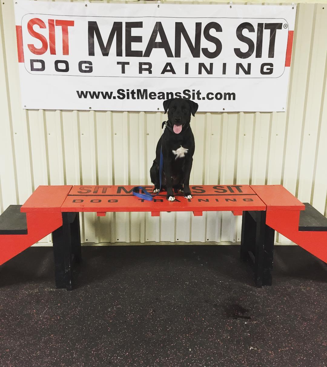 Pet Friendly Sit Means Sit Dog Training - Austin